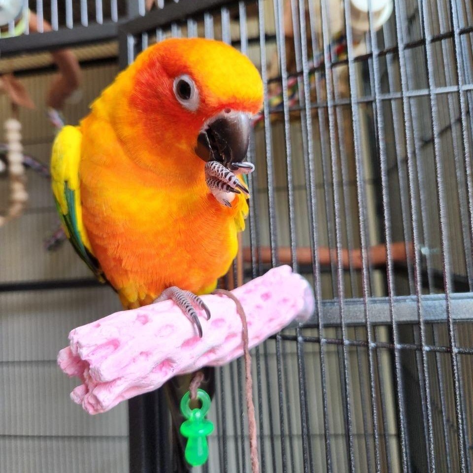 Kesha, a ADOPTABLE Conure in San Diego, CA image 1/4