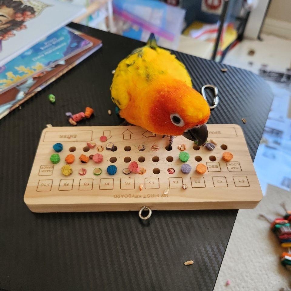 Kesha, a ADOPTABLE Conure in San Diego, CA image 2/4