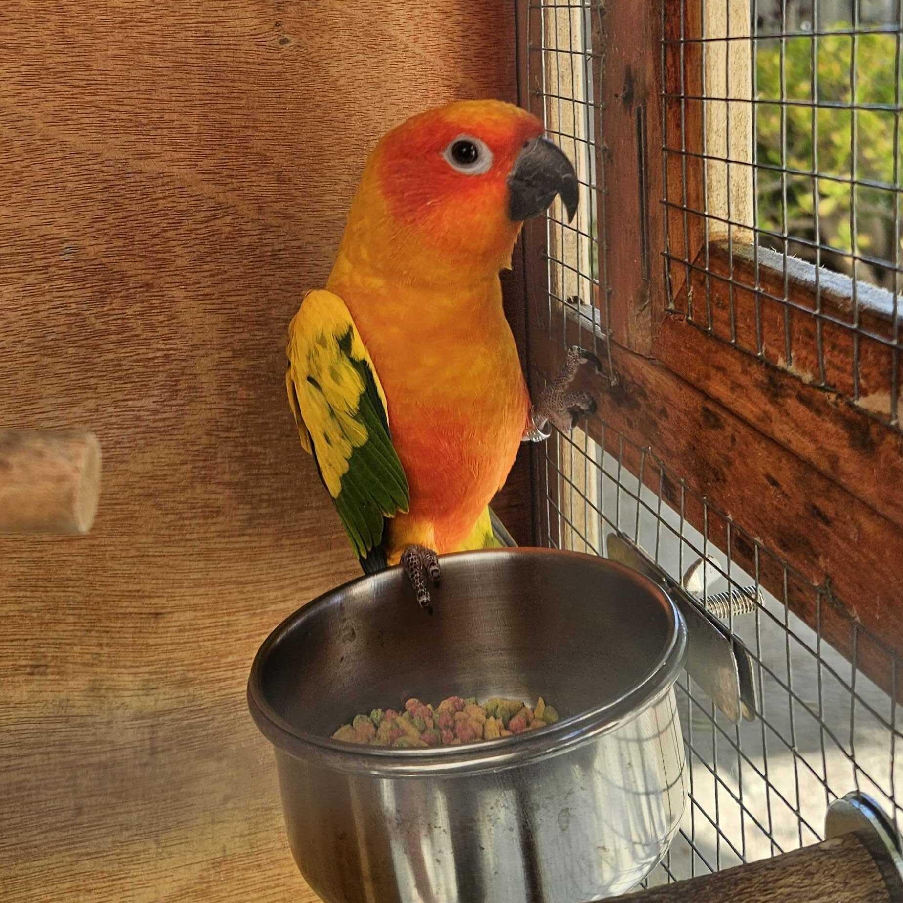 Kesha, a ADOPTABLE Conure in San Diego, CA image 3/4