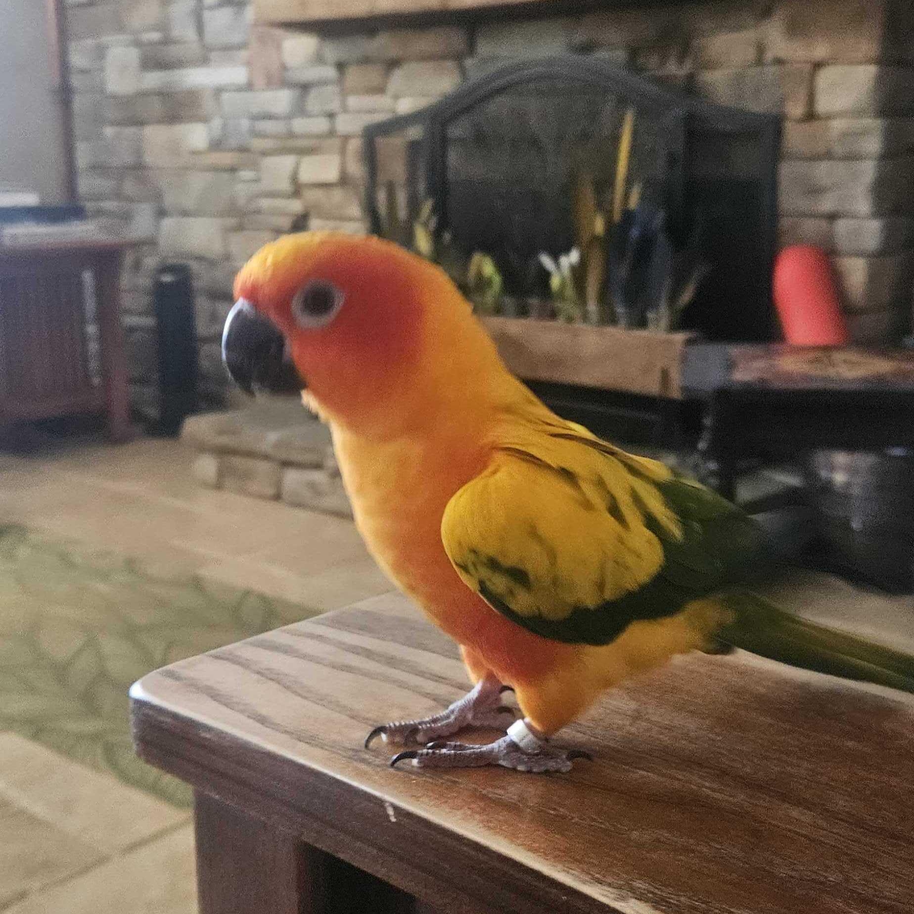 Kesha, a ADOPTABLE Conure in San Diego, CA image 4/4