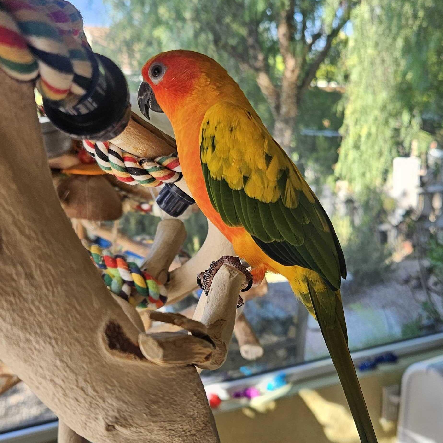 Enlarge Kesha, a ADOPTABLE Conure in San Diego, CA image 1/5