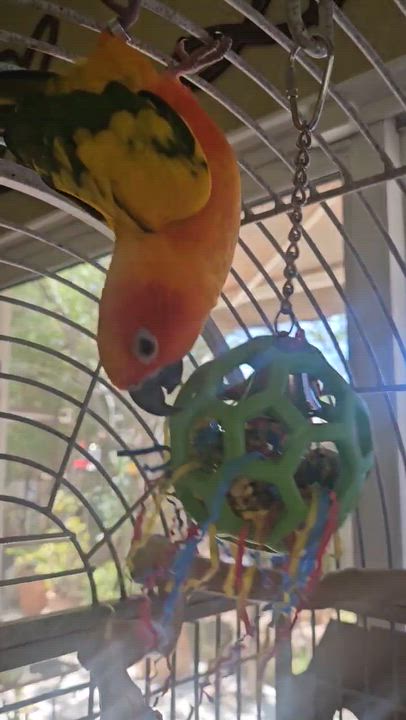 Enlarge Kesha, a ADOPTABLE Conure in San Diego, CA video 3/5
