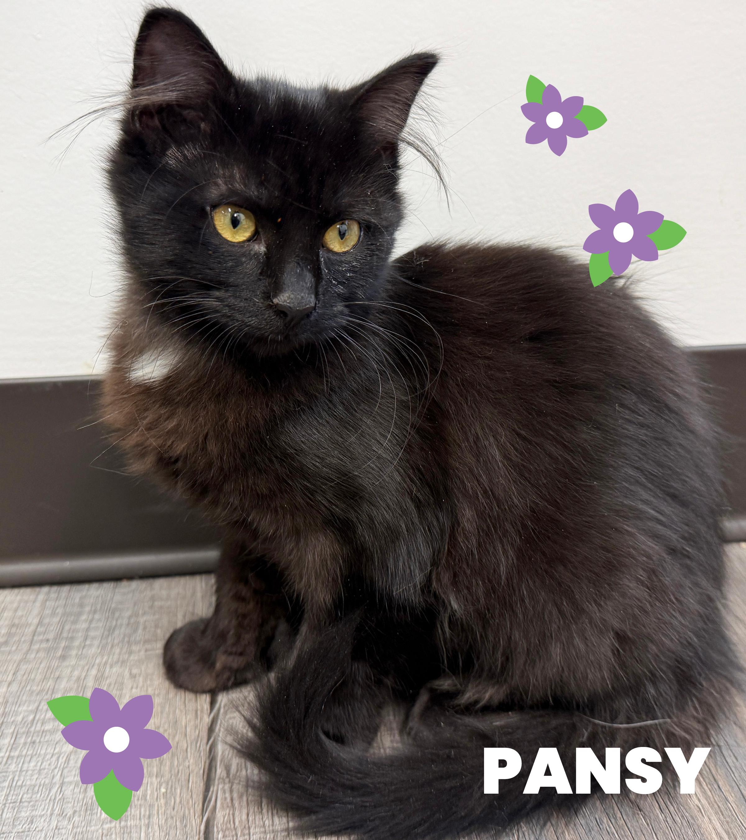 Enlarge LOCAL KITTENS! The Spring Blooms, a ADOPTABLE mixed breed in Clayville, RI image 2/6