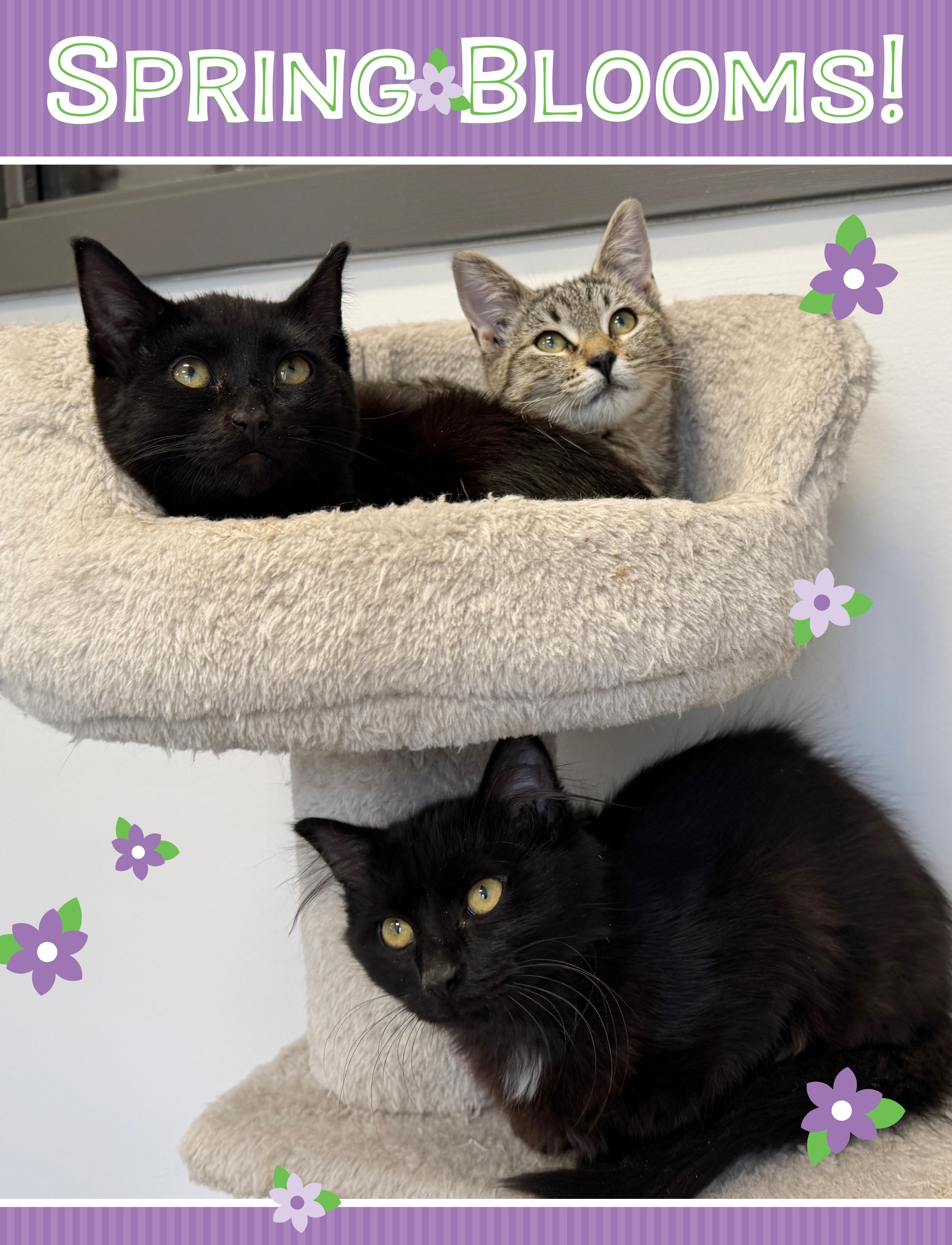 Enlarge LOCAL KITTENS! The Spring Blooms, a ADOPTABLE mixed breed in Clayville, RI image 1/6