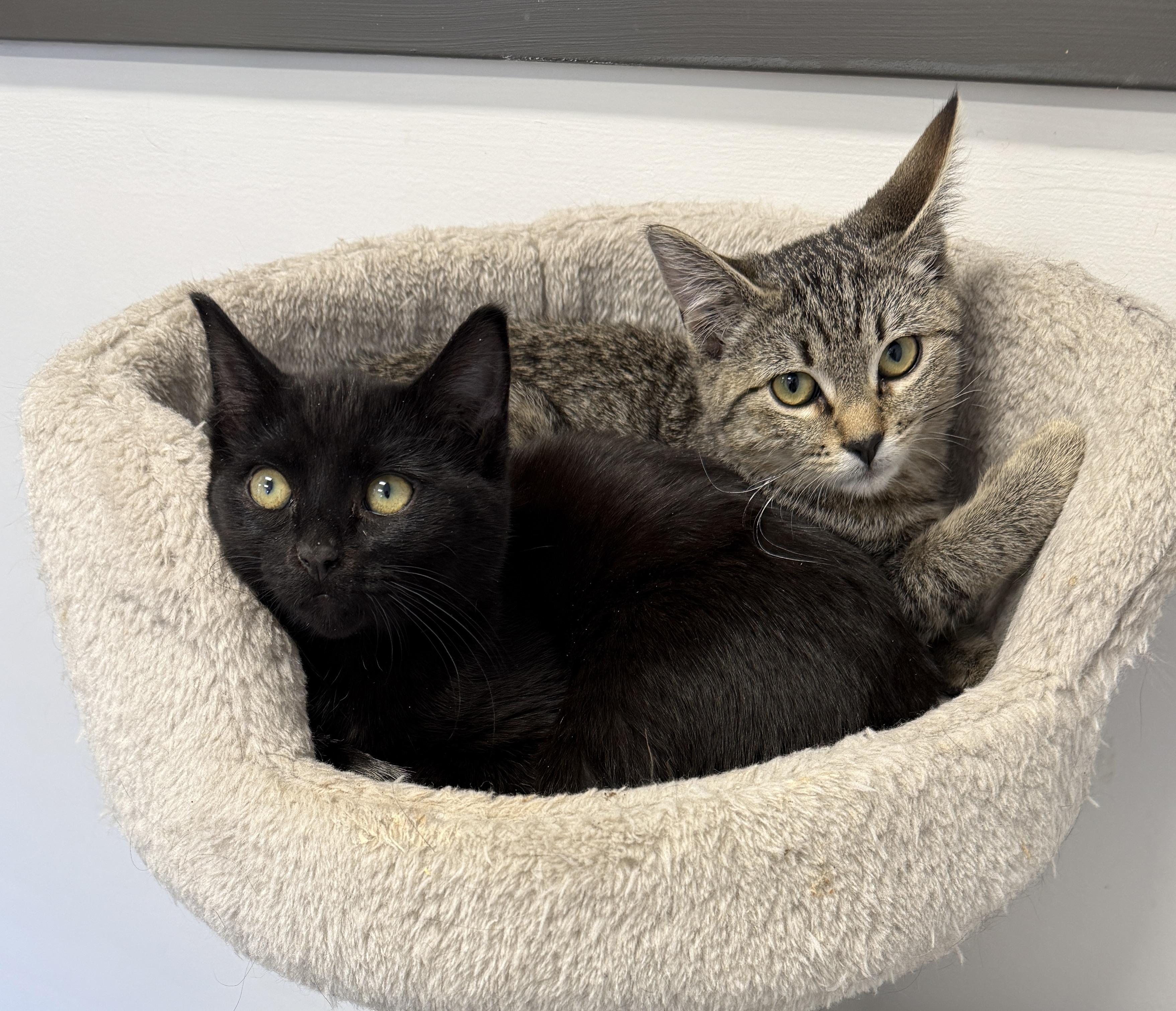 Enlarge LOCAL KITTENS! The Spring Blooms, a ADOPTABLE mixed breed in Clayville, RI image 5/6