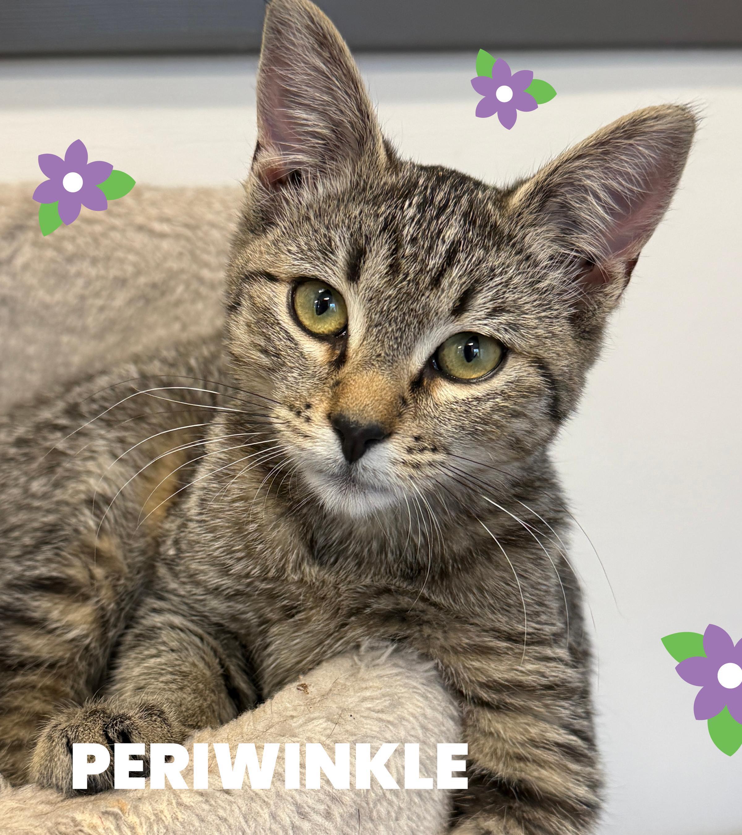 Enlarge LOCAL KITTENS! The Spring Blooms, a ADOPTABLE mixed breed in Clayville, RI image 3/6