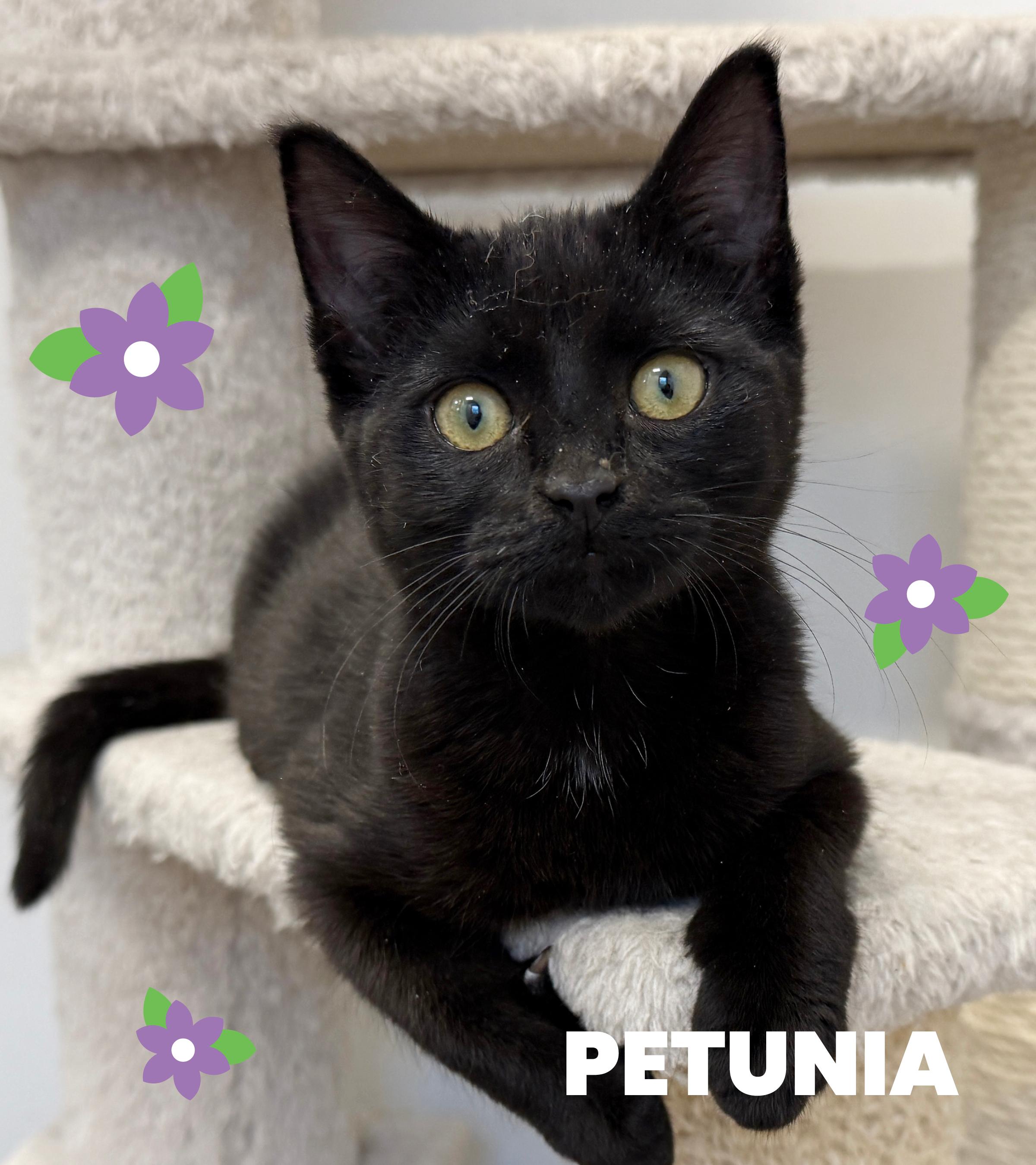 Enlarge LOCAL KITTENS! The Spring Blooms, a ADOPTABLE mixed breed in Clayville, RI image 4/6