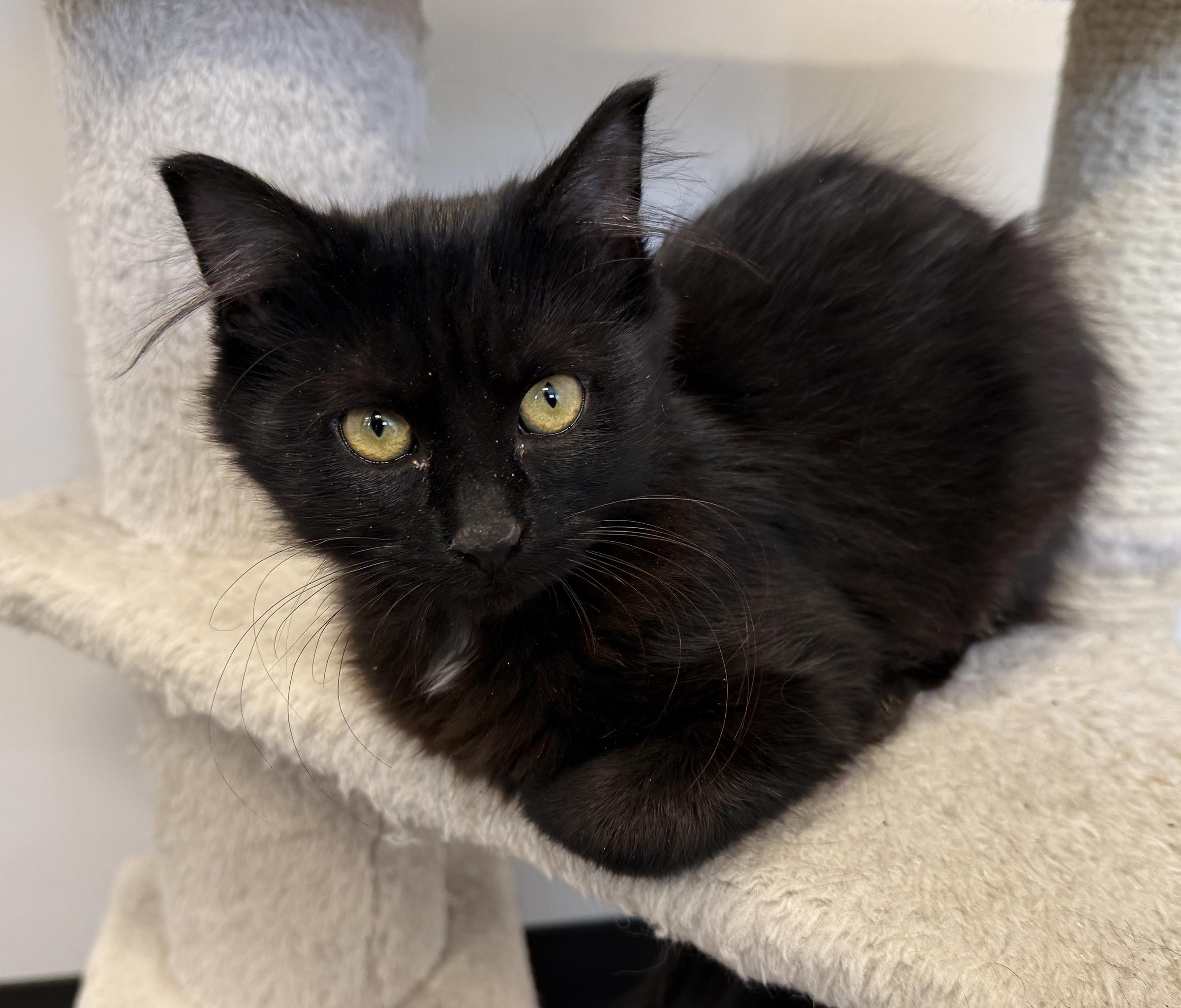 Enlarge LOCAL KITTENS! The Spring Blooms, a ADOPTABLE mixed breed in Clayville, RI image 6/6