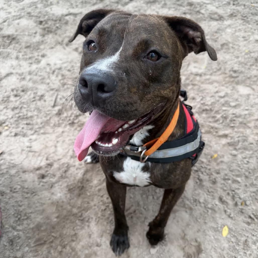 Ollipop (Oliver) 29902, Adoptable, Adult Male Mixed Breed.