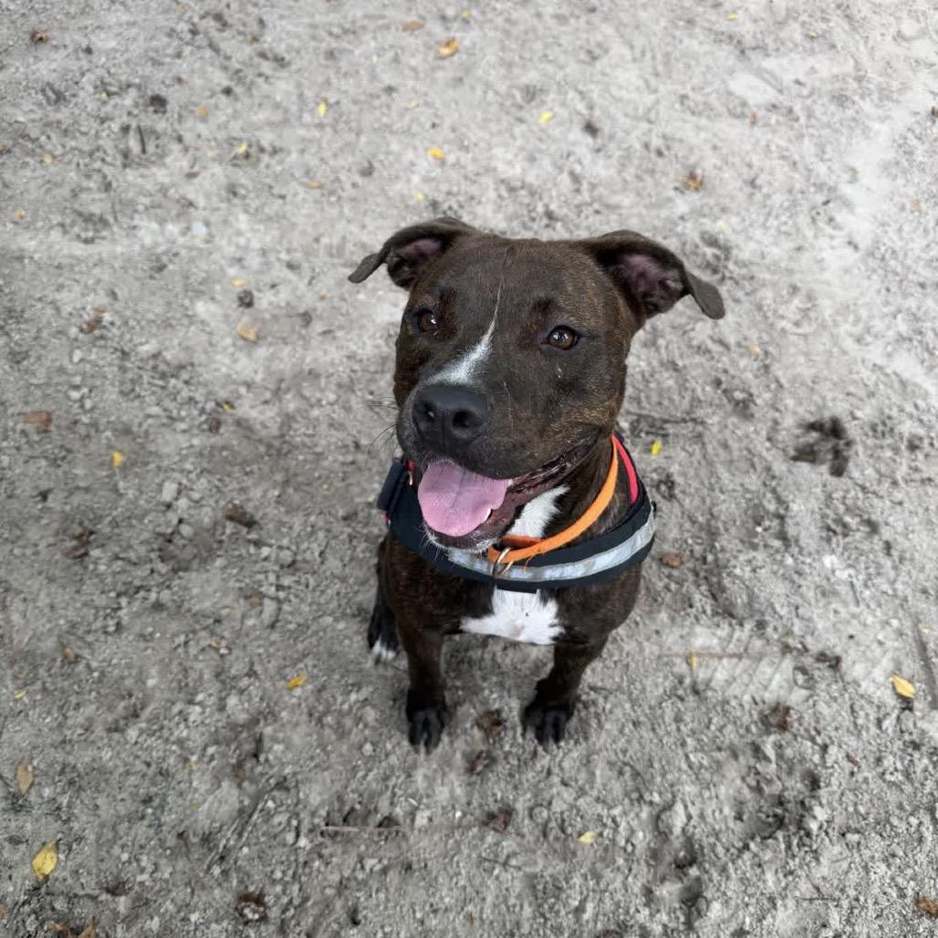 Enlarge Ollipop (Oliver) 29902, a Adoptable Mixed Breed in Middleburg, FL image 2/4