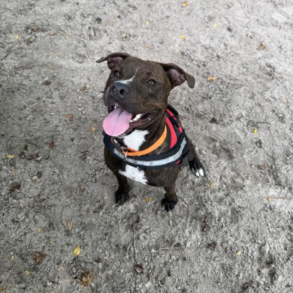 Enlarge Ollipop (Oliver) 29902, a Adoptable Mixed Breed in Middleburg, FL image 3/4