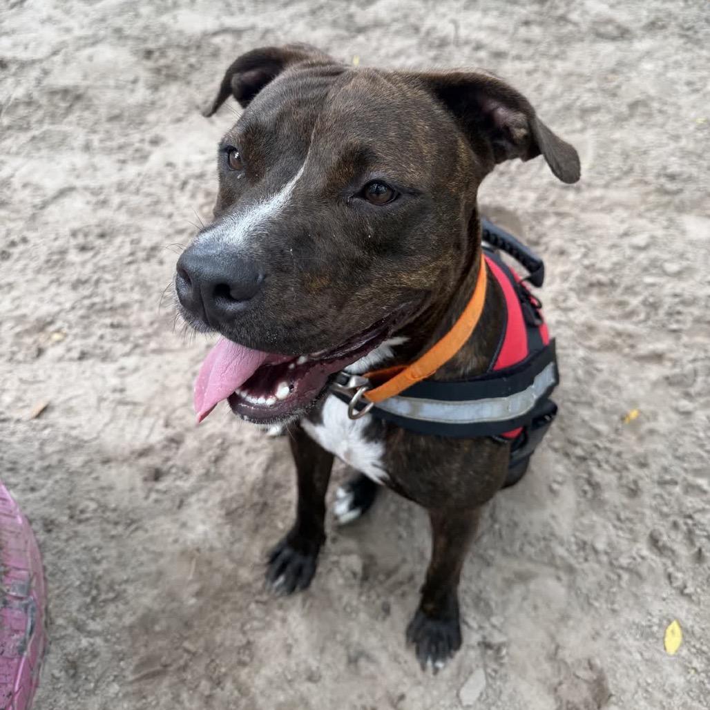 Enlarge Ollipop (Oliver) 29902, a Adoptable Mixed Breed in Middleburg, FL image 4/4