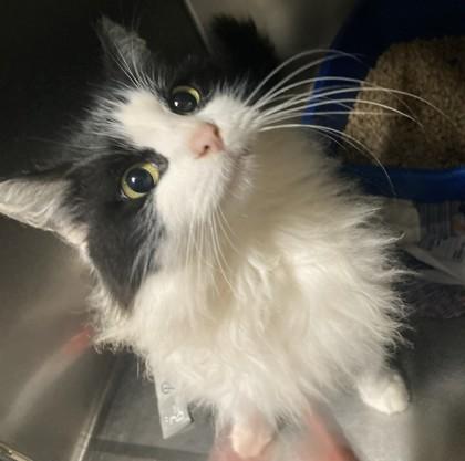 Vicki, Adoptable, Adult Female Domestic Long Hair & Domestic Short Hair.