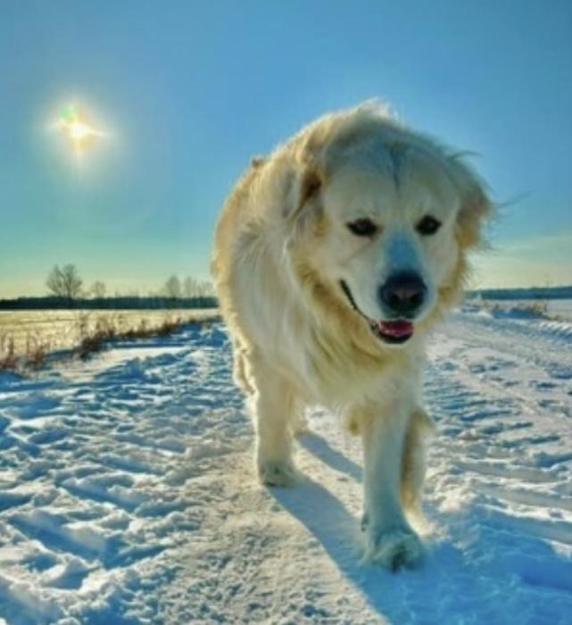 Enlarge Mayne, a Adopted mixed breed in Hillsburgh, ON image 2/5