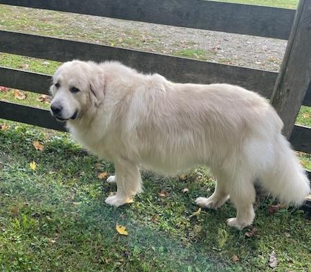 Enlarge Mayne, a Adopted mixed breed in Hillsburgh, ON image 1/5