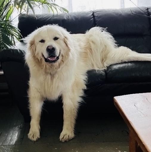 Enlarge Mayne, a Adopted mixed breed in Hillsburgh, ON image 4/5