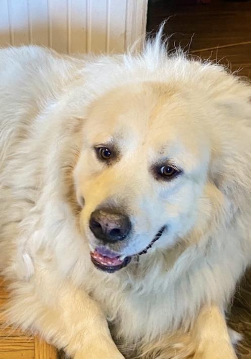 Enlarge Mayne, a Adopted mixed breed in Hillsburgh, ON image 5/5