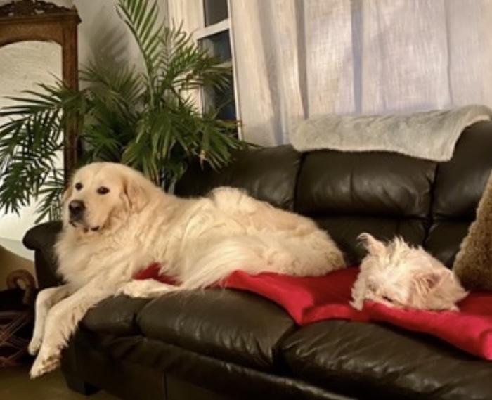 Enlarge Mayne, a Adopted mixed breed in Hillsburgh, ON image 3/5