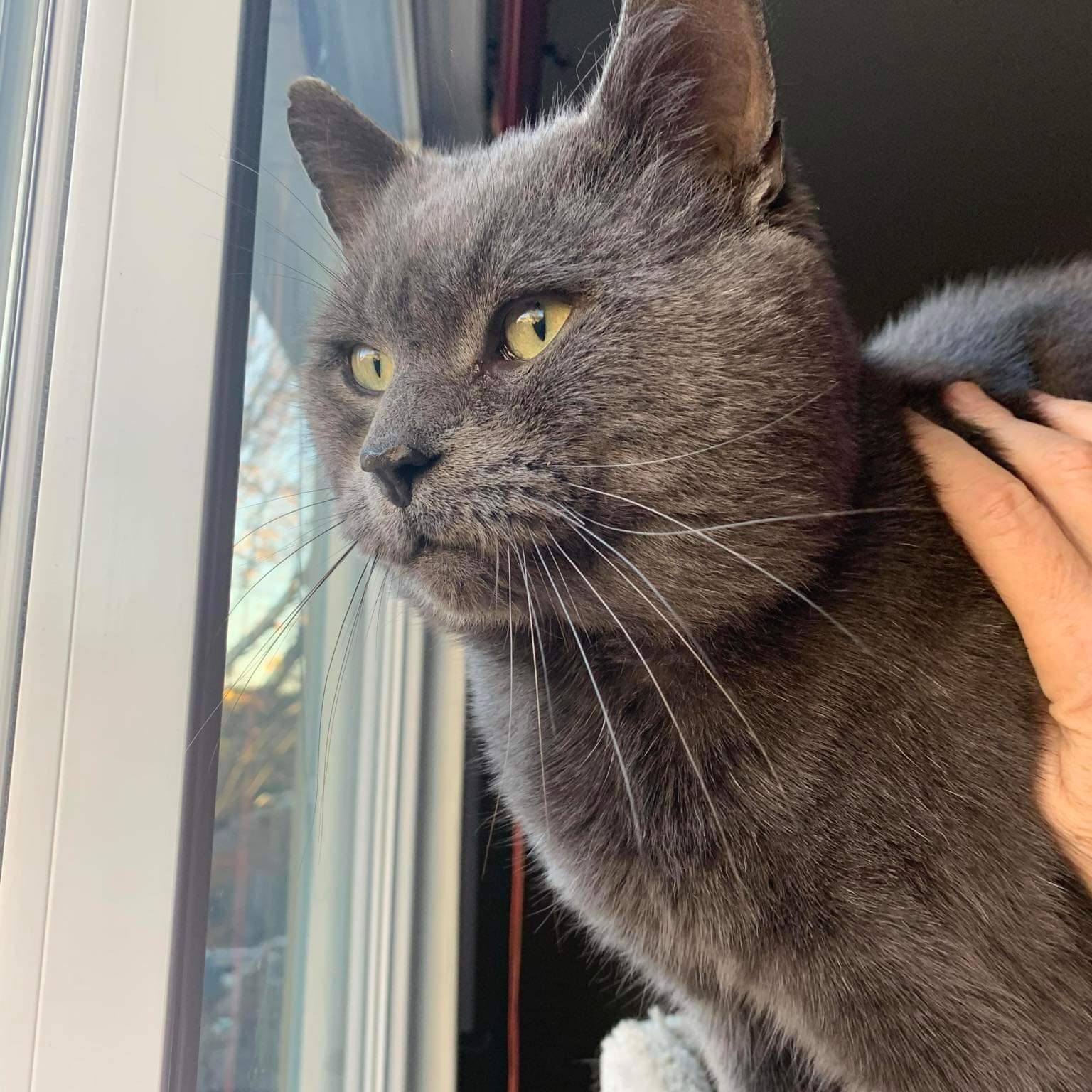 Enlarge Fletcher (m) blue Russian 6yrs, a Adoptable Russian Blue in Ottawa, ON image 6/6