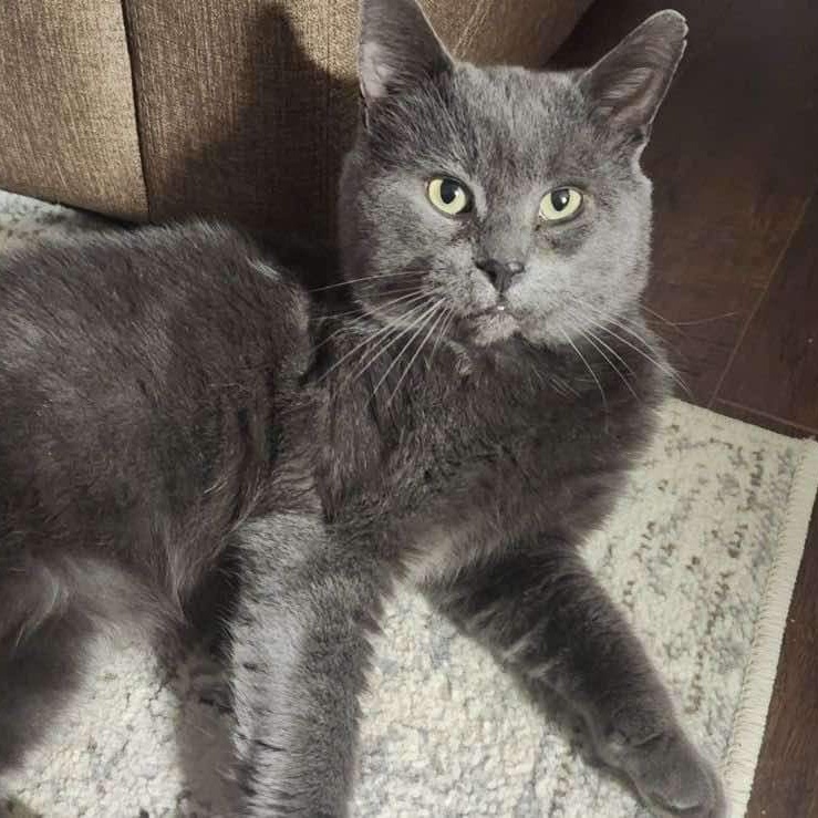 Enlarge Fletcher (m) blue Russian 6yrs, a Adoptable Russian Blue in Ottawa, ON image 2/6