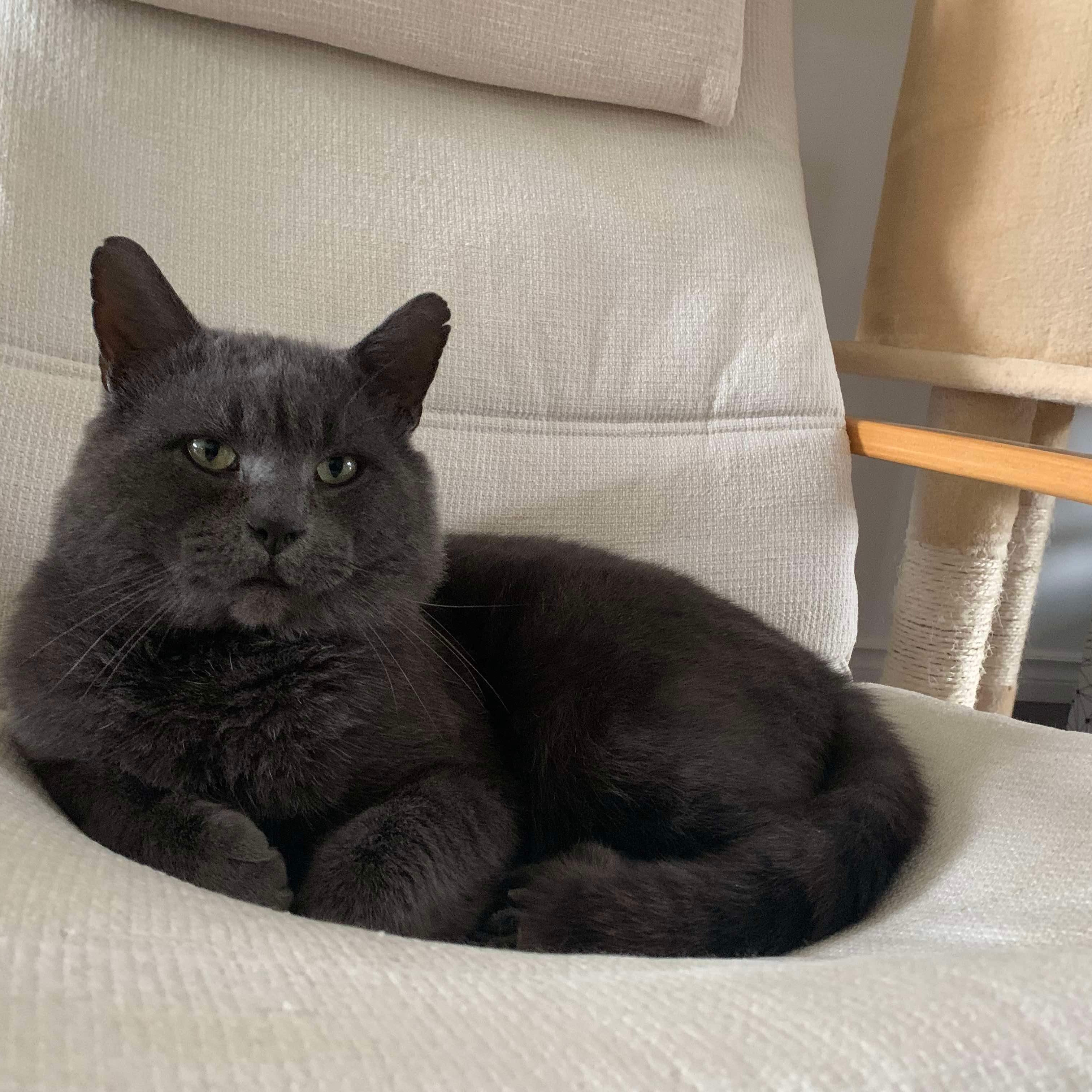 Enlarge Fletcher (m) blue Russian 6yrs, a Adoptable Russian Blue in Ottawa, ON image 3/6
