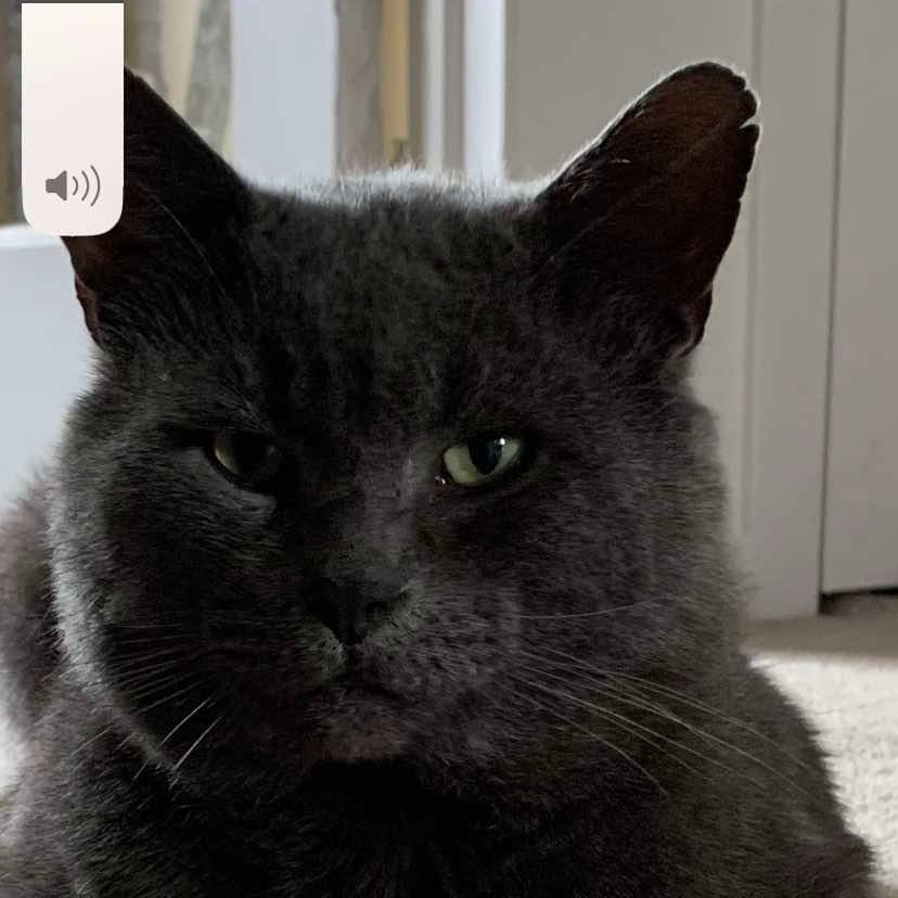 Enlarge Fletcher (m) blue Russian 6yrs, a Adoptable Russian Blue in Ottawa, ON image 4/6