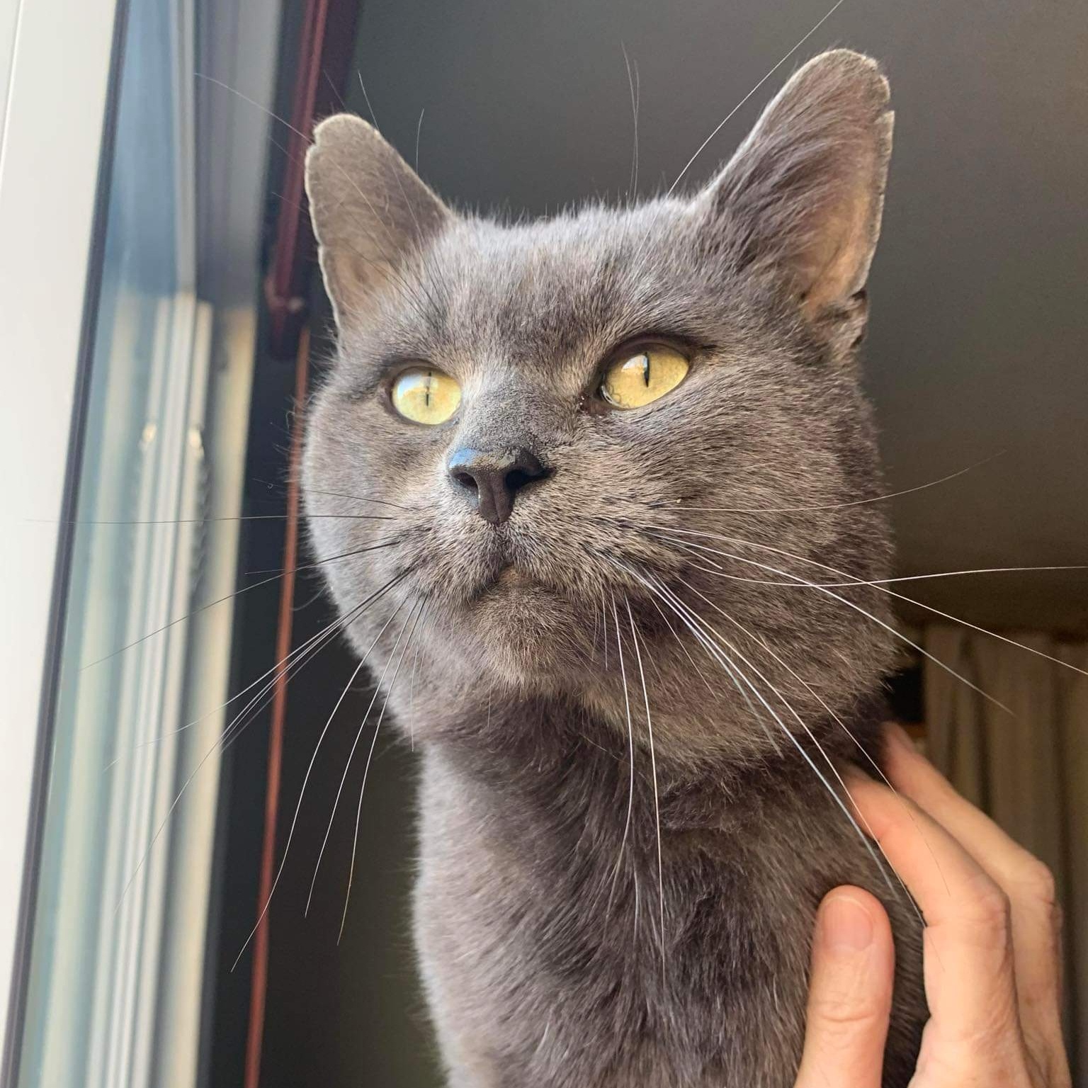 Enlarge Fletcher (m) blue Russian 6yrs, a Adoptable Russian Blue in Ottawa, ON image 1/6