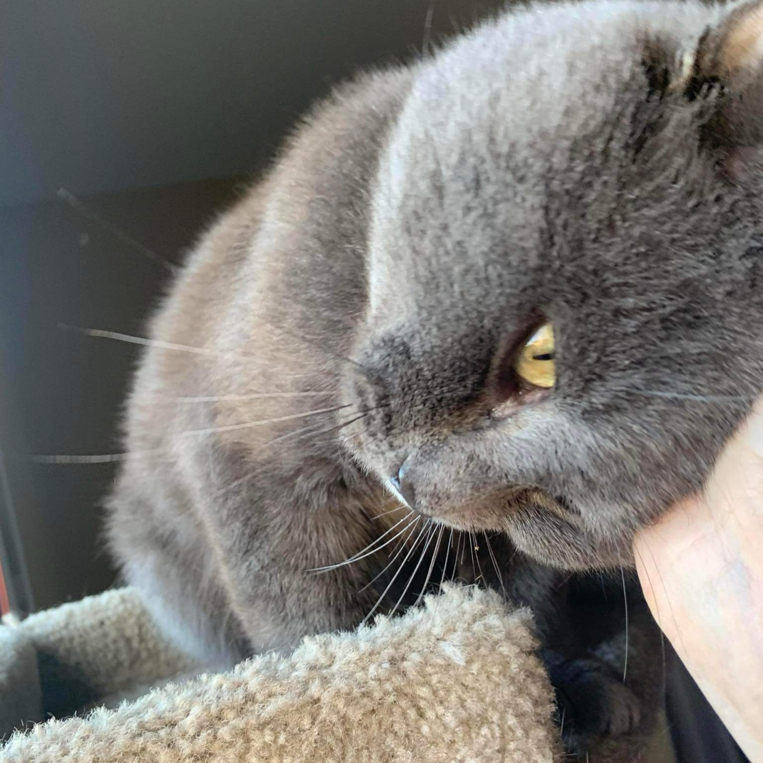 Enlarge Fletcher (m) blue Russian 6yrs, a Adoptable Russian Blue in Ottawa, ON image 5/6