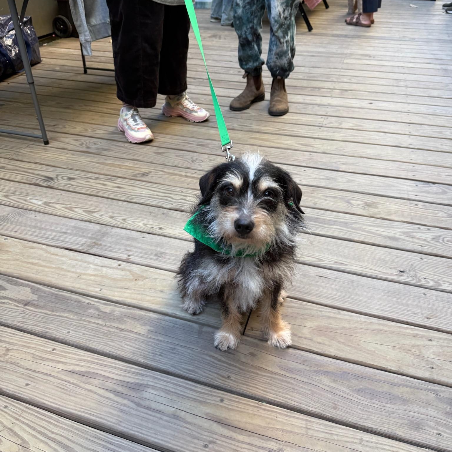 Blaster - Adoptable Pet | Petfinder