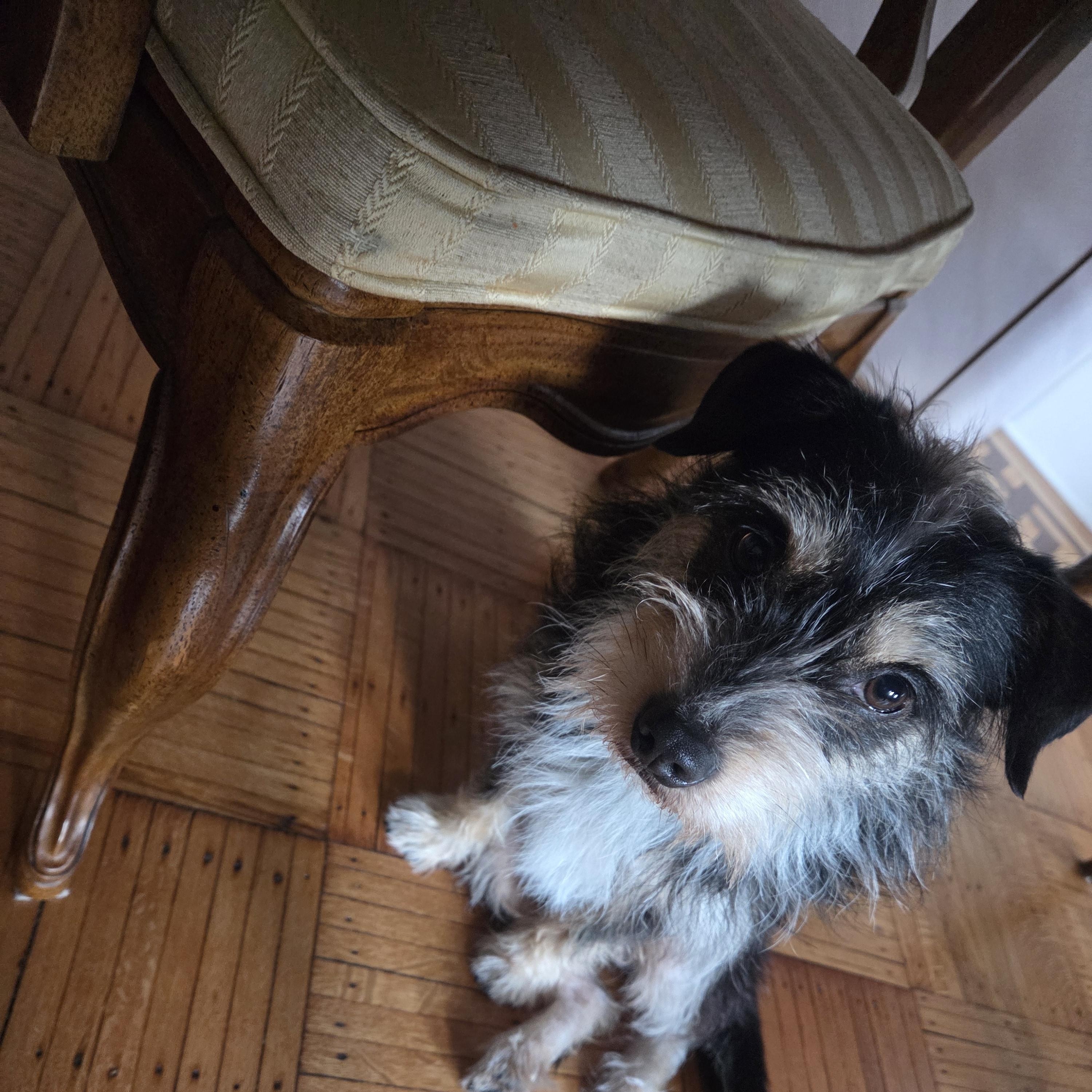Blaster - Adoptable Pet | Petfinder
