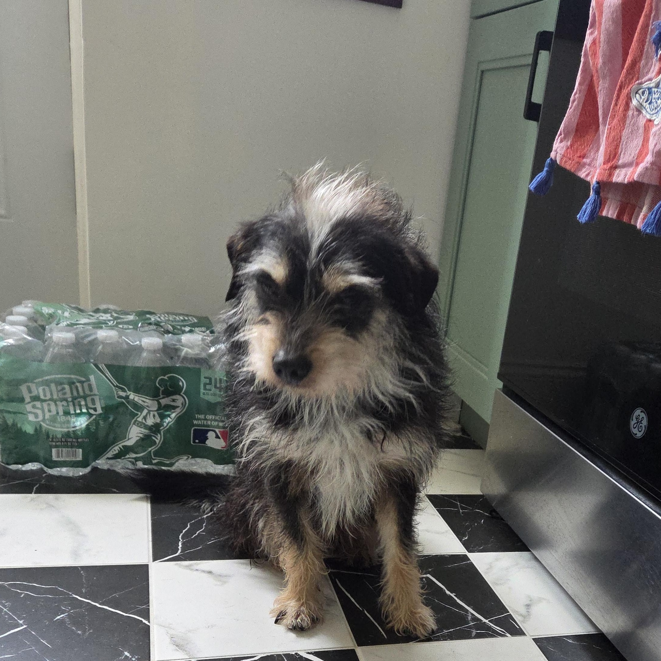 Blaster - Adoptable Pet | Petfinder