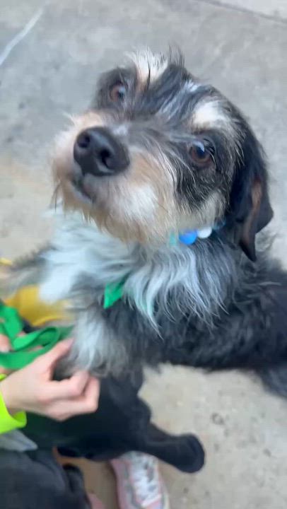 Blaster - Adoptable Pet | Petfinder