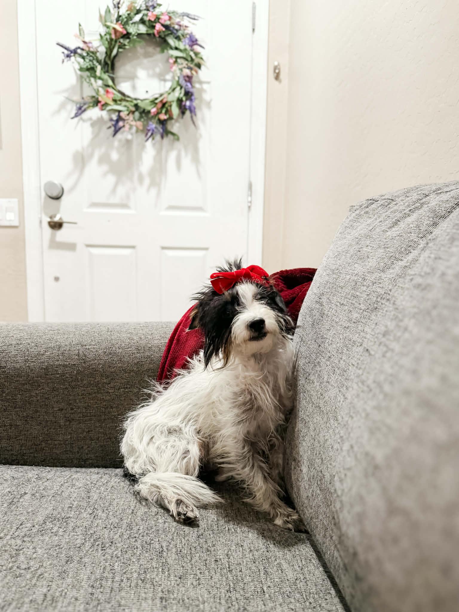 Clara, Adoptable, Young Female Shih poo.