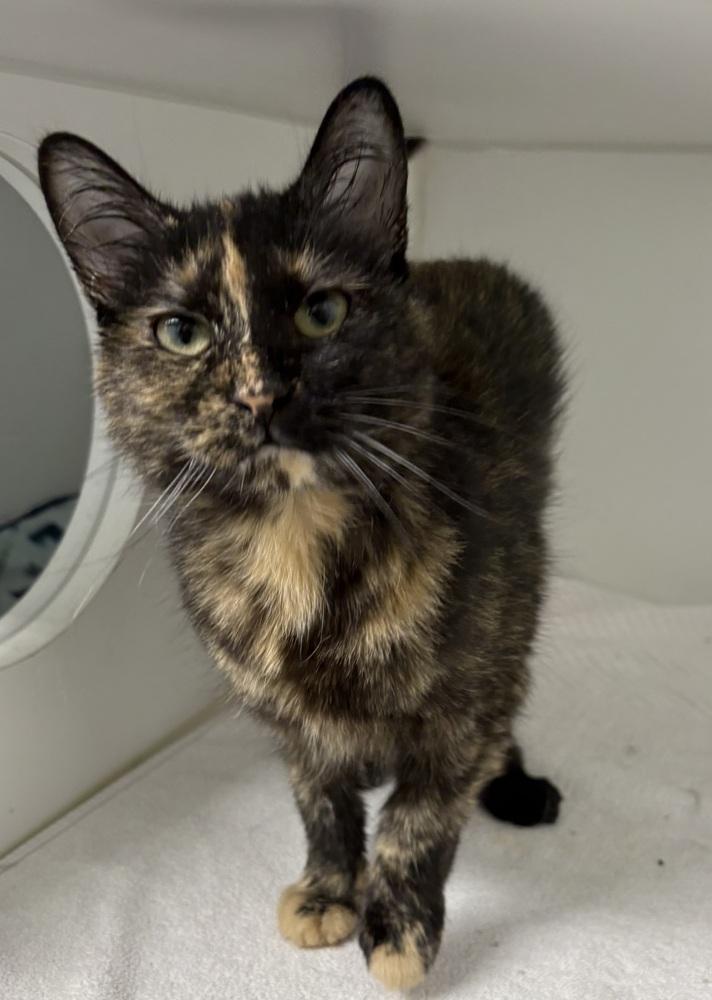 Lizzy, Adoptable, Adult Female Domestic Short Hair.