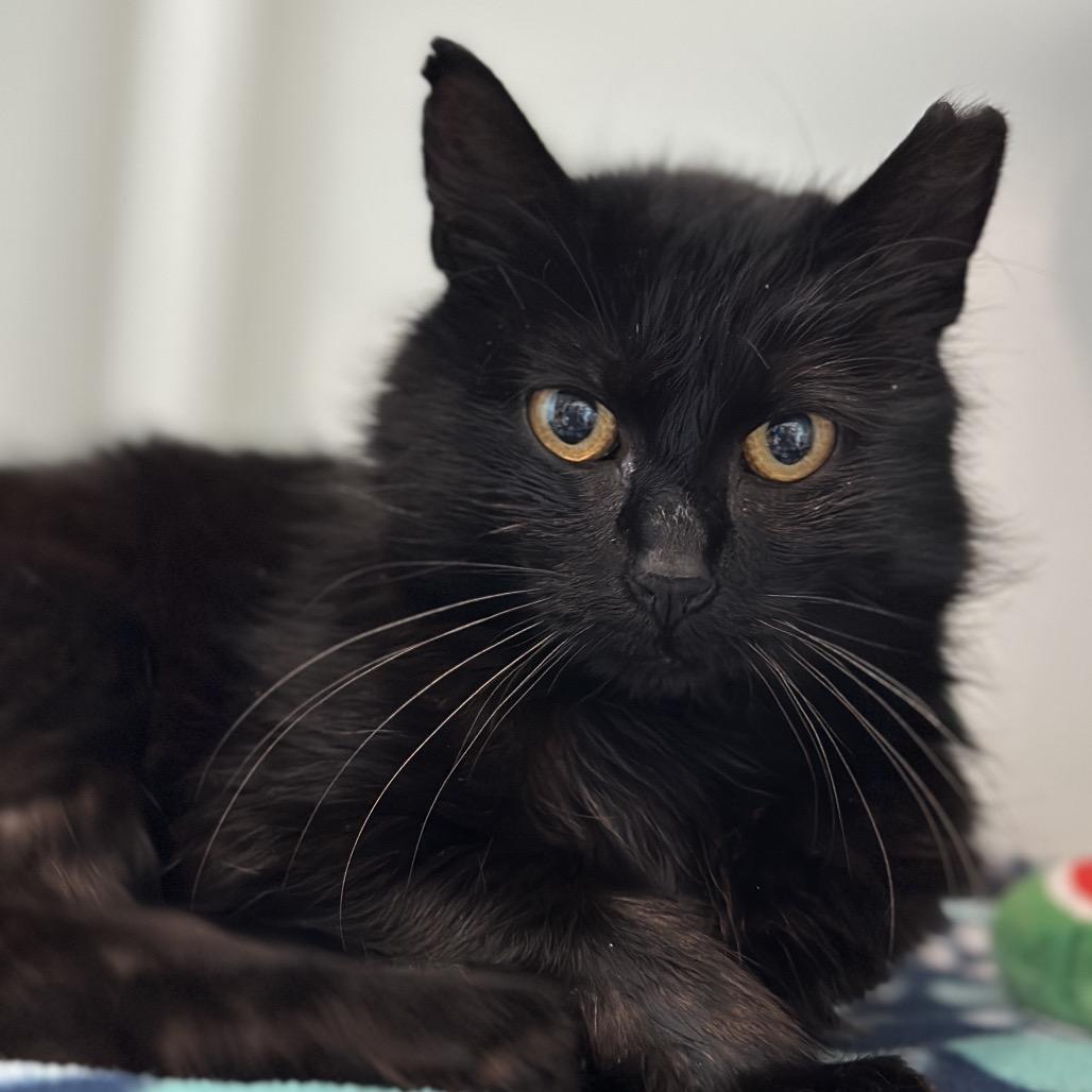 Abigail, a Adoptable Domestic Medium Hair in Matteson, IL image 1/6