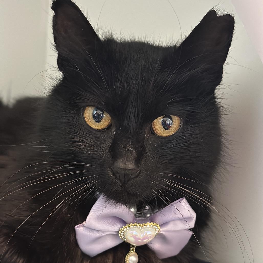 Abigail, a Adoptable Domestic Medium Hair in Matteson, IL image 2/6