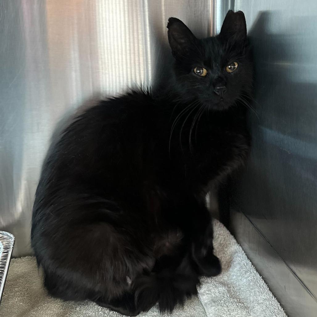 Abigail, a Adoptable Domestic Medium Hair in Matteson, IL image 3/6