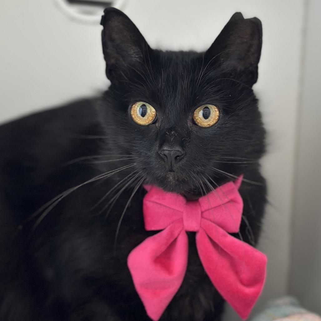 Abigail, a Adoptable Domestic Medium Hair in Matteson, IL image 4/6