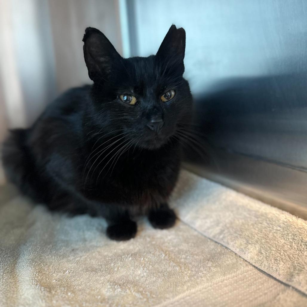 Abigail, a Adoptable Domestic Medium Hair in Matteson, IL image 5/6