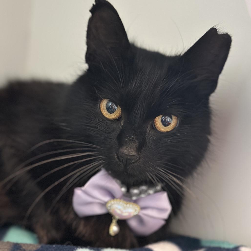 Abigail, a Adoptable Domestic Medium Hair in Matteson, IL image 6/6