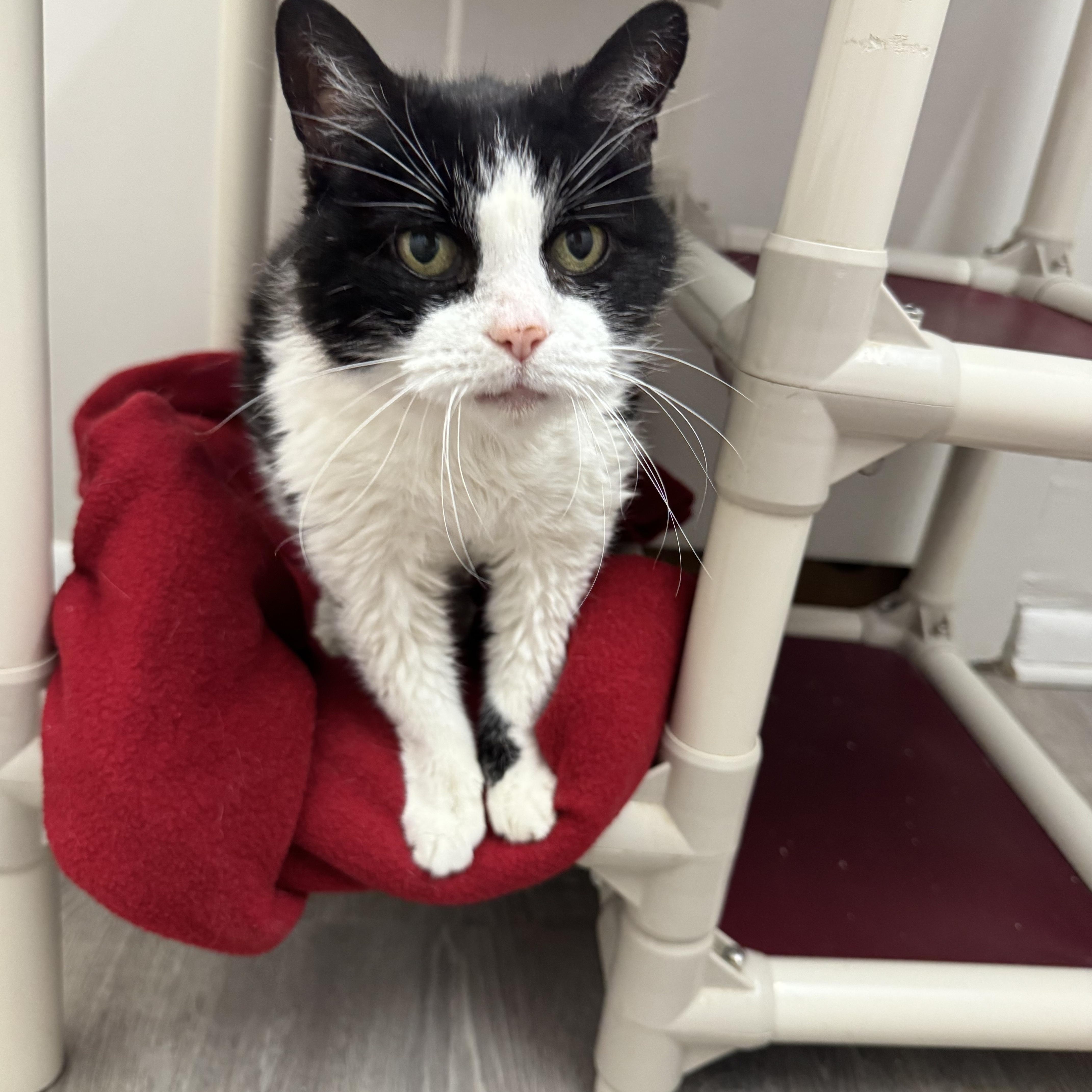 Enlarge cookie , an adopted Tuxedo in Salem, OH image 1/1