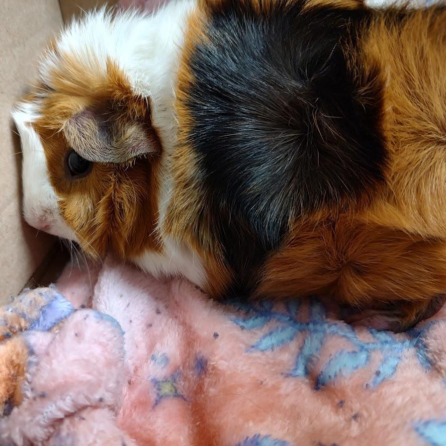 Enlarge Harriett-In foster, a Adoptable Guinea Pig in Springfield, MA image 1/6