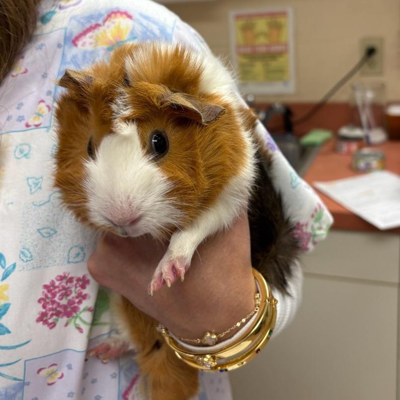 Enlarge Harriett-In foster, a Adoptable Guinea Pig in Springfield, MA image 2/6