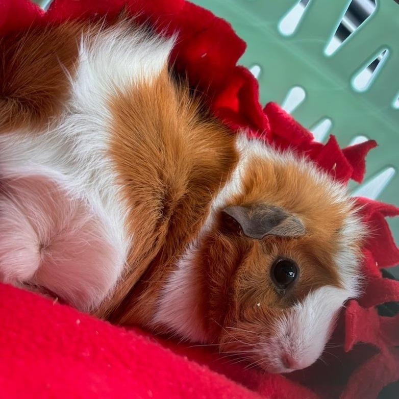 Enlarge Harriett-In foster, a Adoptable Guinea Pig in Springfield, MA image 3/6