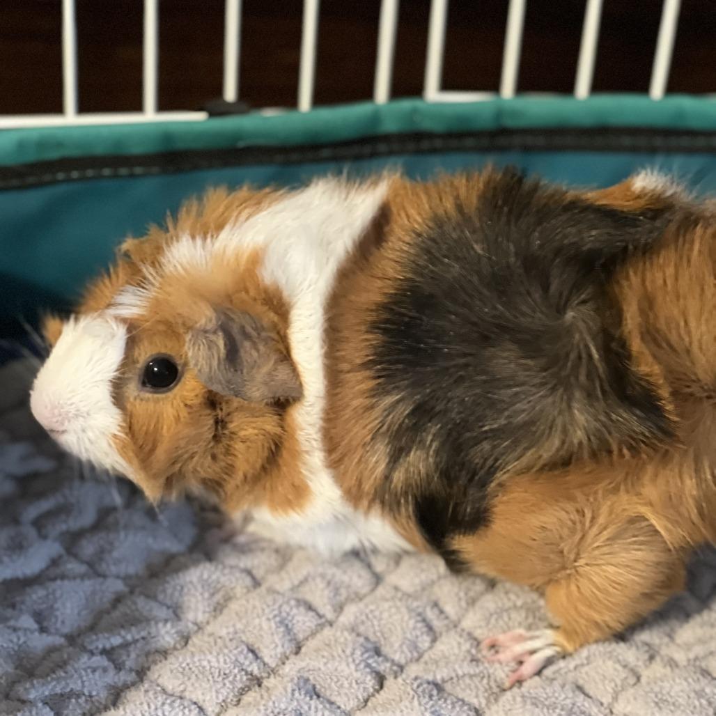 Enlarge Harriett-In foster, a Adoptable Guinea Pig in Springfield, MA image 4/6