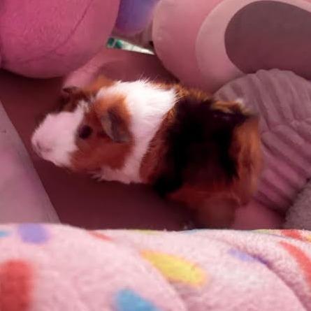 Enlarge Harriett-In foster, a Adoptable Guinea Pig in Springfield, MA image 5/6