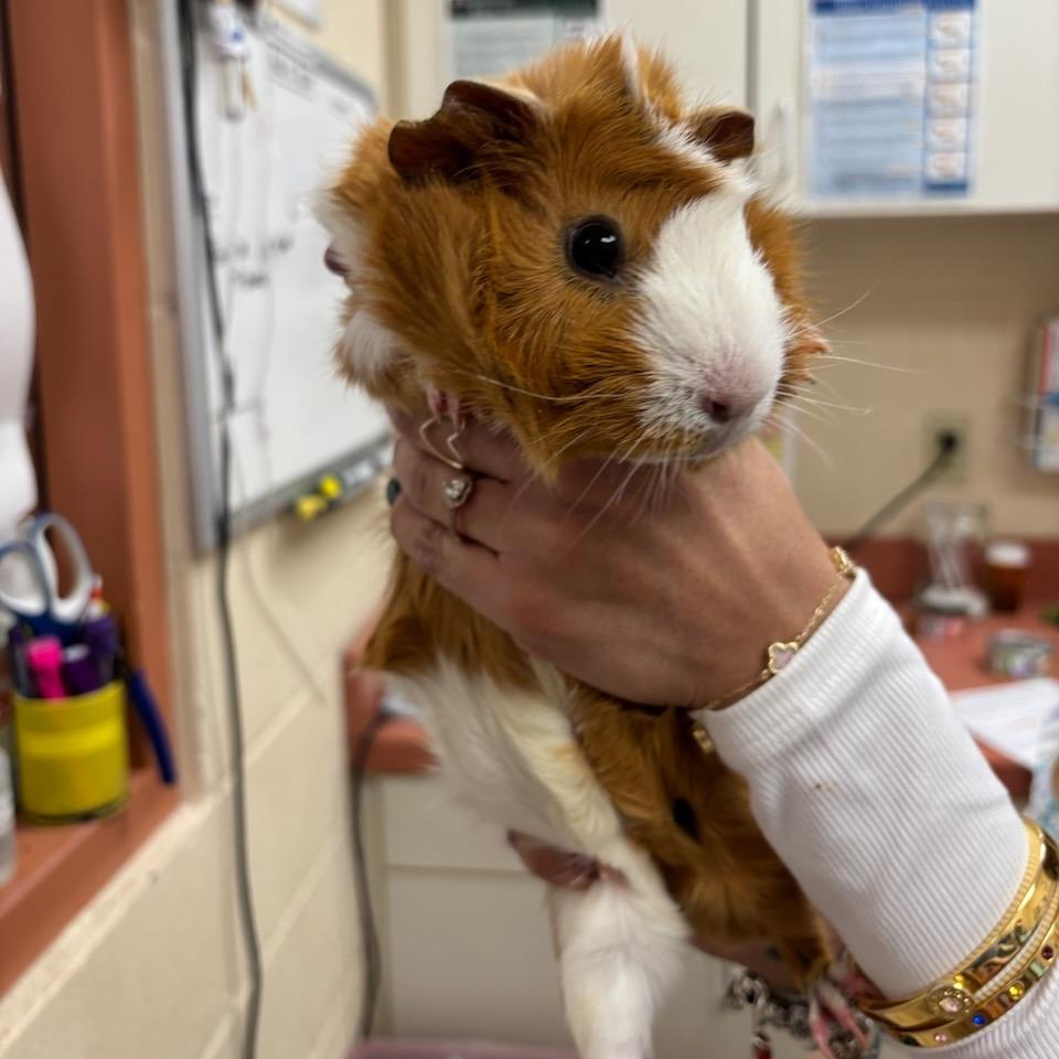 Enlarge Harriett-In foster, a Adoptable Guinea Pig in Springfield, MA image 6/6
