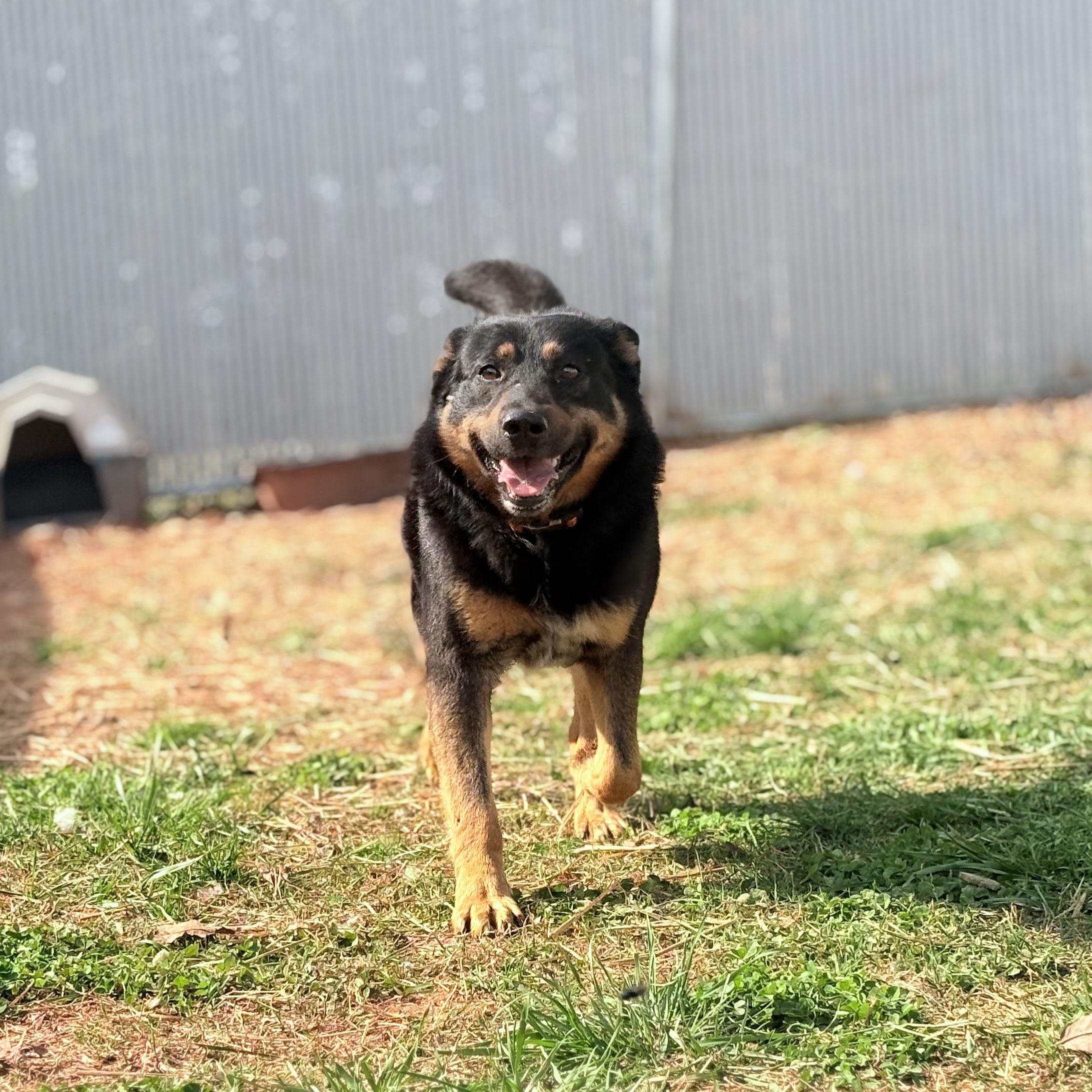 Banjo, ADOPTABLE, Adult Male Australian Cattle Dog / Blue Heeler.