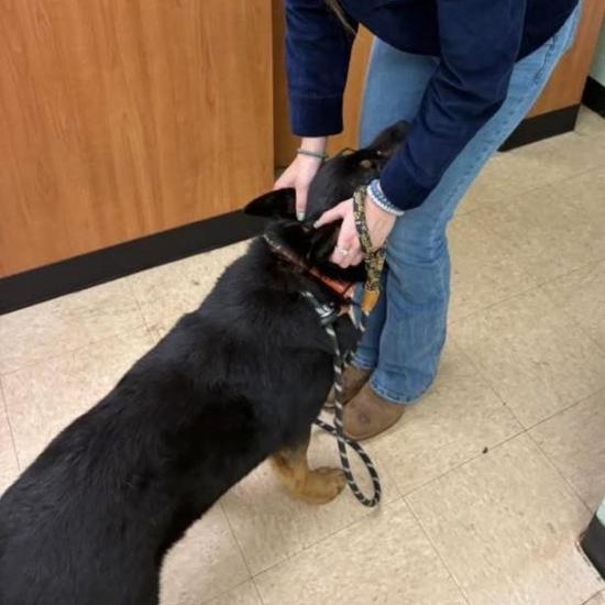 Enlarge Banjo, a ADOPTABLE mixed breed in Martinsville, VA image 5/5