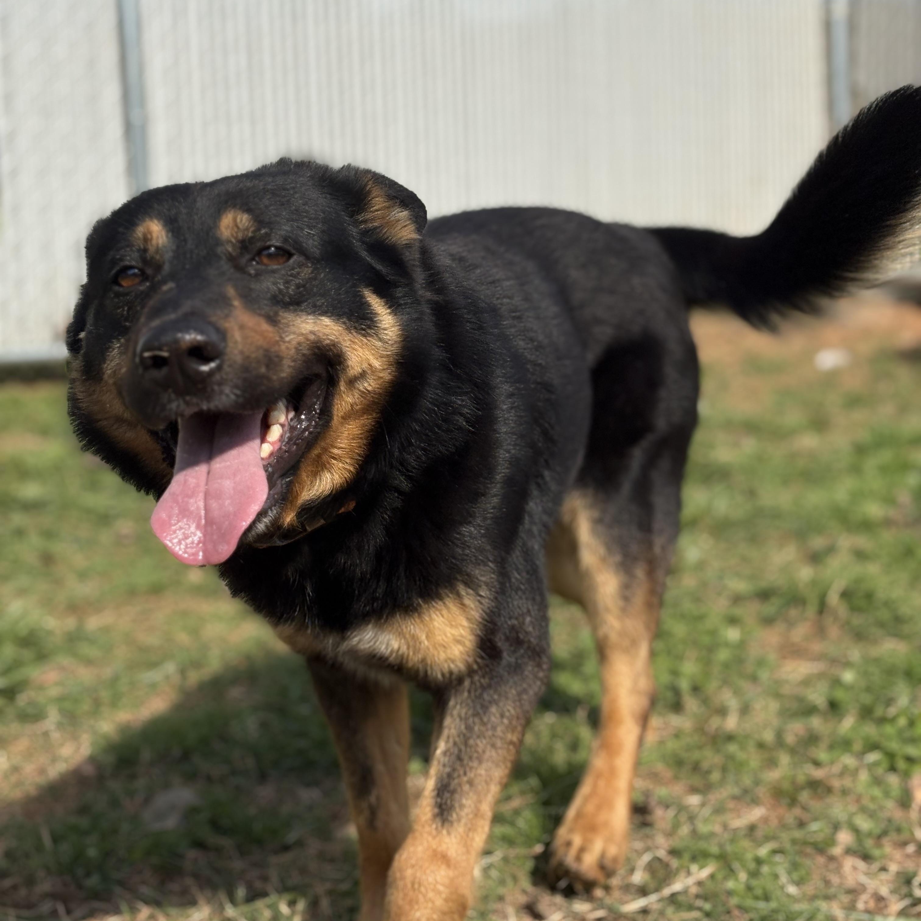 Enlarge Banjo, a ADOPTABLE mixed breed in Martinsville, VA image 3/5